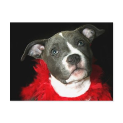 Blue Pitbull Puppy Post Cards by ritmoboxer