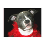 Blue Pitbull Puppy Post Cards