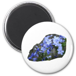 Blue Plumbago Flowers Cascade Photo magnet