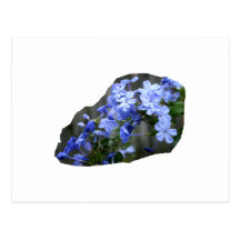 Blue Plumbago Flowers Cascade Photo Postcards