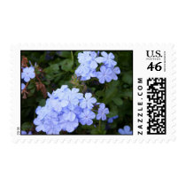 Blue Plumbago Postage Stamp