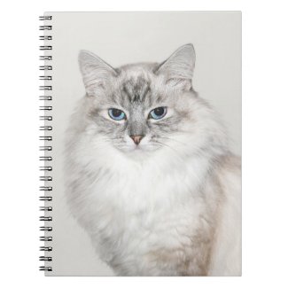 Blue point Himalayan cat notebook
