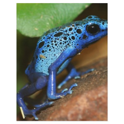 blue poison arrow frog full color flyer by taboga