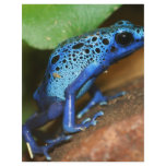 blue poison arrow frog flyers