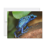blue poison arrow frog personalized invites