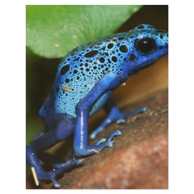 blue poison arrow frog letterhead by taboga
