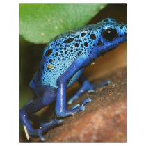 blue poison arrow frog letterhead