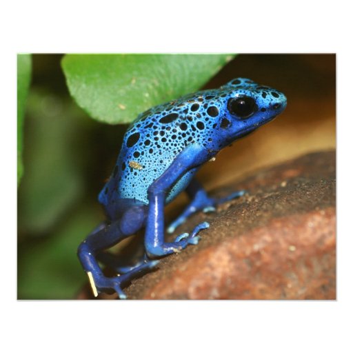 blue poison arrow frog personalized invites