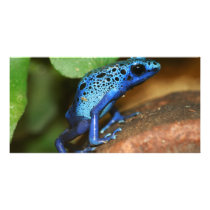 blue poison arrow frog customized photo card