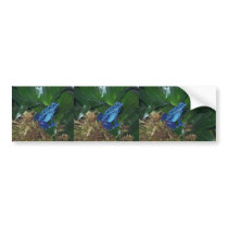 Blue Poison Arrow Frog Portrait bumper stickers