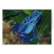 Blue Poison Arrow Frog Portrait Cards