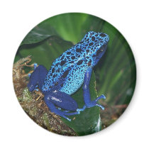 Blue Poison Arrow Frog Portrait Fridge Magnets