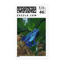 Blue Poison Arrow Frog Portrait postage