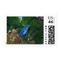 Blue Poison Arrow Frog Portrait postage