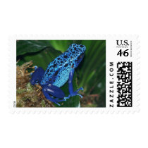 Blue Poison Arrow Frog Portrait postage