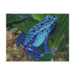 Blue Poison Arrow Frog Portrait Post Cards