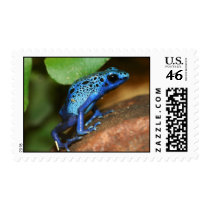 blue poison arrow frog postage stamps