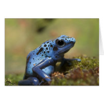 Blue Poison Dart Frog Card