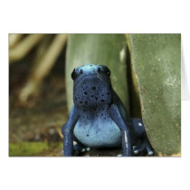 Blue Poison Dart Frog Cards