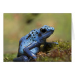 Blue Poison Dart Frog Card