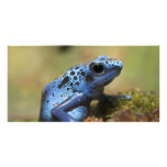Blue Poison Dart Frog Customized Photo Card