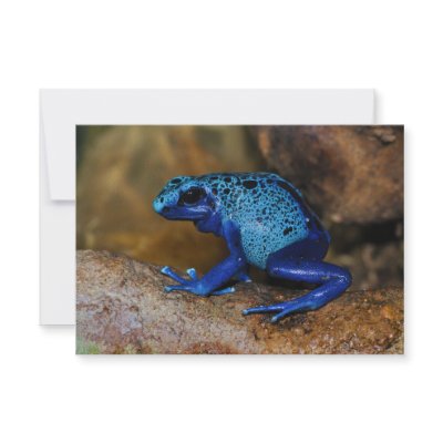 Blue Poison Dart Frog Dendrobates Azureus Custom Invitations by wallarts