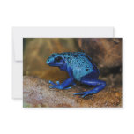 Blue Poison Dart Frog Dendrobates Azureus Custom Invitations