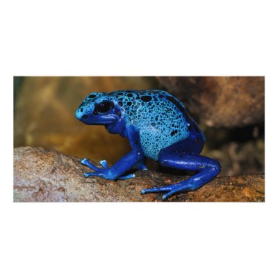 Blue Poison Dart Frog Dendrobates Azureus Picture Card by wallarts