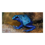 Blue Poison Dart Frog Dendrobates Azureus Picture Card