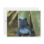 Blue Poison Dart Frog Invite