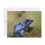 Blue Poison Dart Frog Personalized Announcements