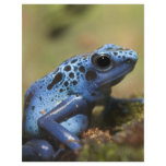 Blue Poison Dart Frog Letterhead Template