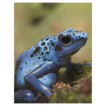 Blue Poison Dart Frog Letterhead Template