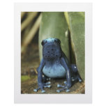 Blue Poison Dart Frog Customized Letterhead