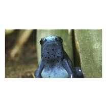 Blue Poison Dart Frog Personalized Photo Card