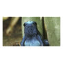 Blue Poison Dart Frog Personalized Photo Card