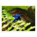 Blue Poison Dart Frog posters by almedic104 Blue Poison Dart Frog posters