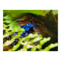 Blue Poison Dart Frog posters