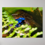 Blue Poison Dart Frog Print