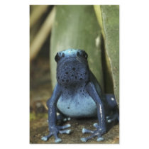 Blue Poison Dart Frog Stationery
