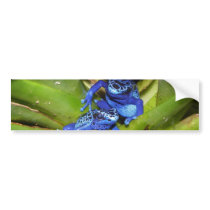 Blue Poison Dart Frogs In Leaf 1 Bumper Stickers
