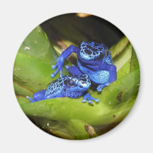 Blue Poison Dart Frogs In Leaf 1 Fridge Magnet