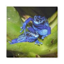 Blue Poison Dart Frogs In Leaf 1 Fridge Magnet