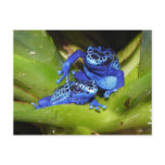 Blue Poison Dart Frogs In Leaf 1 Post Cards
