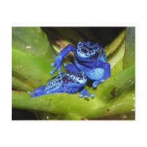 Blue Poison Dart Frogs In Leaf 1 Post Cards