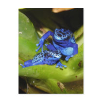 Blue Poison Dart Frogs In Leaf 1 Post Card