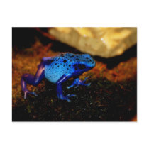 Blue Poison Frog postcards by jmm0724 Blue Poison Frog postcards