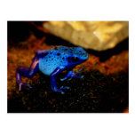 Blue Poison Frog Postcard