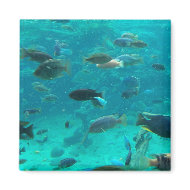 Blue pool of cichlids swimming around design magnet