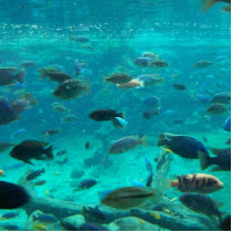 Blue pool of cichlids swimming around design photo cutout